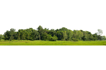 view of a high definition treelined isolated on a white background.