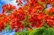 © suchetpong - Lovely red Flamboyan flowers in bloom in Puerto Rico
