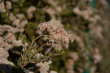 Flower closeup