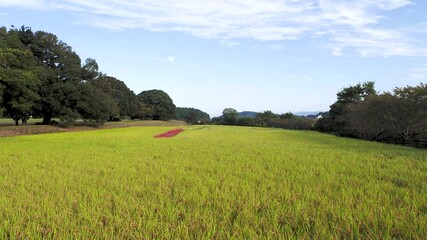 Wall Mural - 彼岸花が咲く明日香村の田園風景