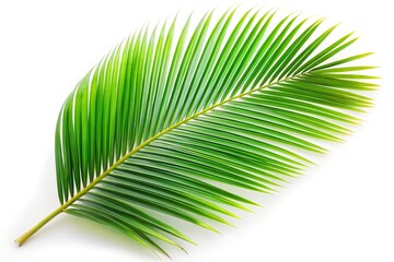 tropical coconut leaf isolated on white background at a tilted angle