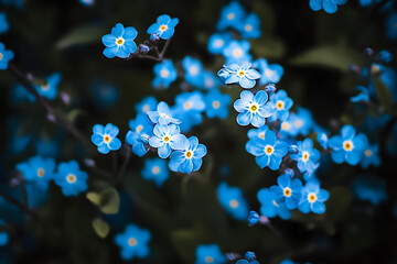 Wall Mural - A closeup of blue forget-me-not flowers in nature.