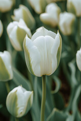 Poster - Amazing white tulip flowers blooming in a tulip field, against the background of blurry tulip flowers.