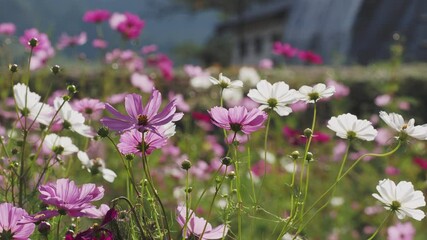 Sticker - 明日香村に咲く秋桜