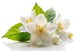 © Hugnaka - Close-up of blooming jasmine flower on white background with copy space