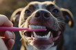 © Di Studio - Close up of hand with brushing teeth of brown dog