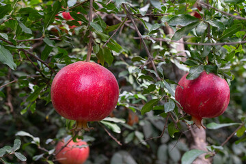 Pomegranate fruits on a tree branch in a pomegranate garden. Ripe, red, delicious pomegranate fruits.