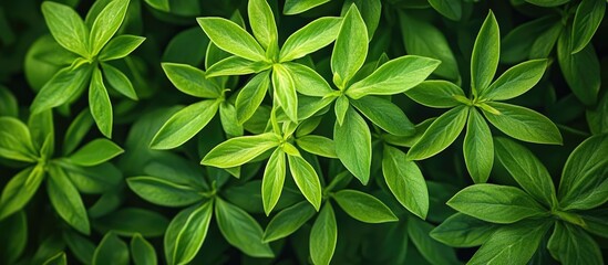 Poster - A Background Of Oval Green Leaves Shrub With Green Foliage With Hazy Glow Effect Vegetation Nature Ecology Concept Nature Reserve Park Garden In Detail Perennial Plants Madder Bedstraw Family