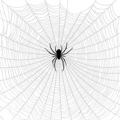 spider and web