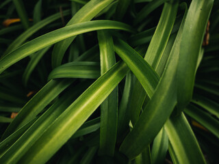 Green plant leaves