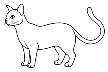  black and white cat