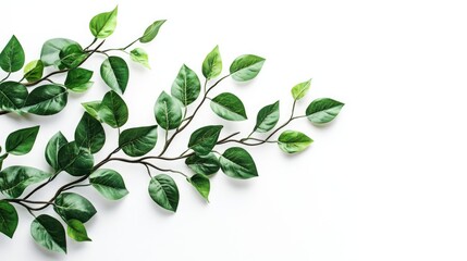 Poster - Branch with Lush Green Leaves Against a White Background