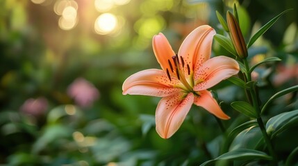 Poster - Blooming Lily in a Summer Garden