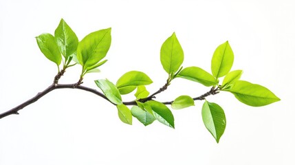 Poster - Branch with Lush Green Leaves Against a White Background