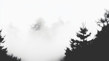 Poster - Black and White Foggy Morning in a Forest Landscape