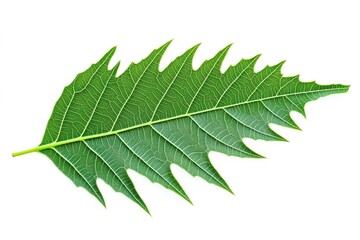 A single neem leaf with symmetrical, serrated edges. The leaf is vibrant green