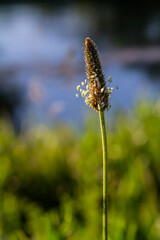 Wall Mural - A close up of the wildflower Ribwort plantain, Plantago lanceolata