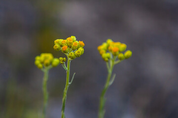 Wall Mural - Flowering Helichrysum arenarium, close-up, with vignette. Medicinal plants