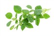© Vooglo.com - Fresh harvested soybean edamame plant isolated on white background