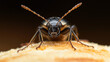 © Natalia - Close-up macro photograph of a beetle on a textured surface with detailed focus on the antennae and legs against a dark background.