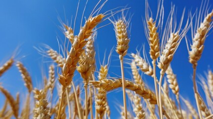 Wall Mural - Golden Wheat Under Clear Blue Sky