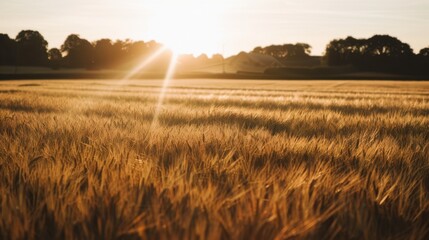 Canvas Print - Golden Wheat Field at Sunset with Sun Rays