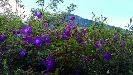 Wall Mural - Purple flowers of Tibouchina in the field