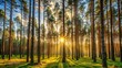 © suchetpong - Sunny evening forest scenery with tall pine trees
