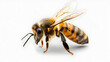 © Muhammad - bee on white background