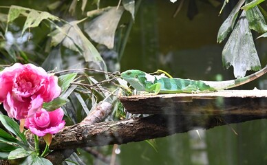 Wall Mural - A lau banded iguana  in green and flower vegetation