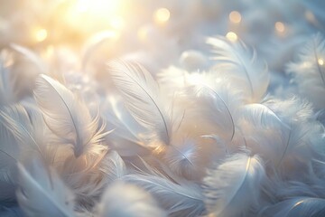 Wall Mural - Soft light aerial view of white feathers on background