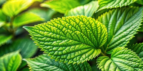 A close-up of a vibrant green leaf with intricate veins and a textured surface, showcasing the beauty of nature's details.