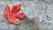 © NOPPHINAN - Close-up of a vibrant red maple leaf resting on a wet concrete surface after rainfall. The textured background contrasts beautifully with the bright autumn leaf.