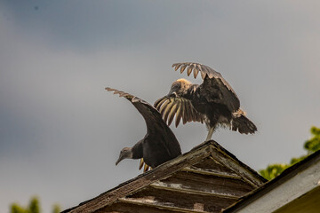 Wall Mural - Black Vulture fledgling and adult dry their wings while perched on a roof of an abandoned building