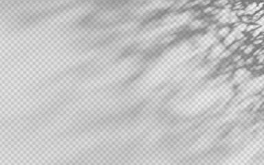 Wall Mural - abstract shadow overlay from foliage on a transparent background.