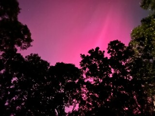 Northern Polar Lights, Aurora Boréales Natural Phenomena, October 11, 2024, North Smithfield, RI Rhode Island USA. Iridescent Glowing Illumination Shining in Forest on Night Sky. Vivid Pink Red Colors