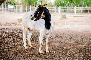 Goats in a goats farm,animal goat with cute face in rural farm