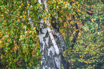 White birch trunk among yellow autumn foliage.