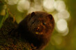 © Mario - Natural Beauty Detail of an American Mink