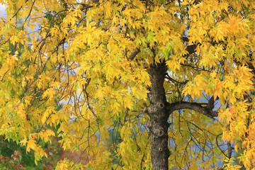 Yellow fall leaves on the tree in park