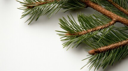 Spring pine tree branches for nature-themed designs and seasonal decor