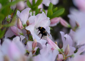 bee on flower