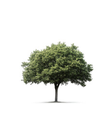 A large green tree with a thick trunk stands alone against a minimalistic background