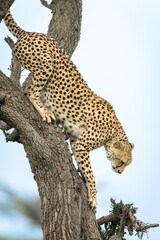 Poster - Female cheetah shows claws climbing down tree