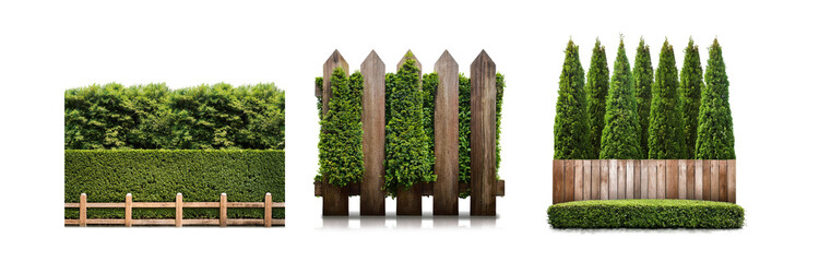 Poster - Three isolated hedges with wooden fences on white background.