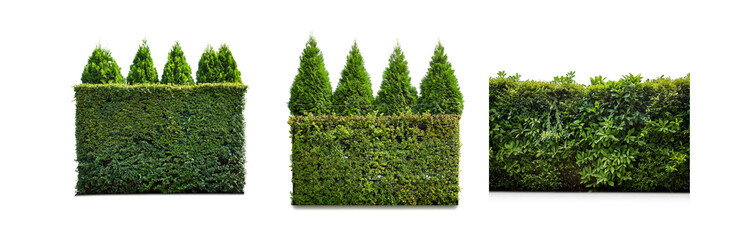 Poster - Three green hedges with various shapes and textures.