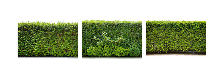 Poster - Dense green hedge against a white background.