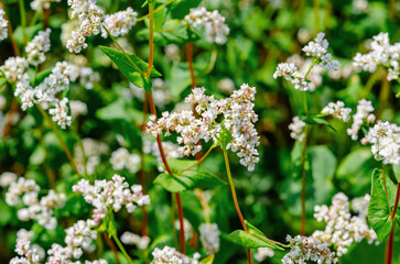 Field of flowering buckwheat Fagopyrum esculentum ,close-up. Botanical collection of edible plants.