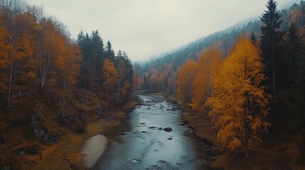 Top Down Aerial View of Stone River Along Pine Trees in Autumn Landscape