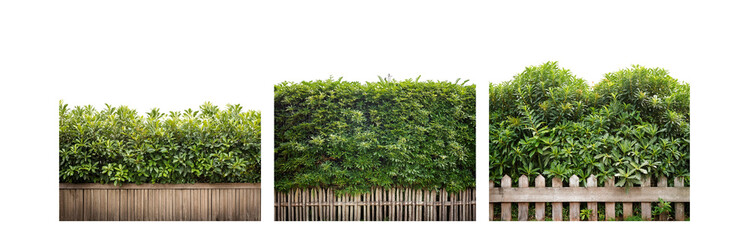 Poster - Green foliage of different heights and textures, growing along a wood fence.